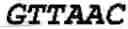 Fig. 07 - Enhanced engineered native promoters and uses thereof
