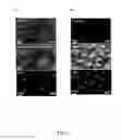 Fig. 07 - Human multipotent embryonic stem cell-like progenitor cells