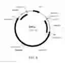 Fig. 09 - GENE POSITIONING SYSTEM FOR PLASTIDIC TRANSFORMATION AND PRODUCTS THEREOF