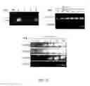 Fig. 35 - GENE POSITIONING SYSTEM FOR PLASTIDIC TRANSFORMATION AND PRODUCTS THEREOF