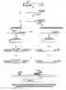 Fig. 01 - Use of triplex structure DNA in transferring nucleotide sequences