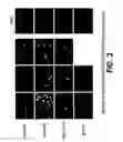 Fig. 04 - Use of triplex structure DNA in transferring nucleotide sequences