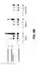 Fig. 16 - Use of triplex structure DNA in transferring nucleotide sequences