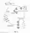 Fig. 02 - NUCLEIC ACID MODULATORS OF CLEC-2
