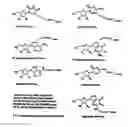 Fig. 01 - Modified nucleotides