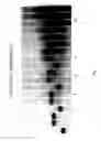 Fig. 07 - Modified nucleotides