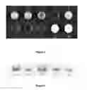 Fig. 02 - METHODS FOR DETECTION, DIAGNOSIS AND SELECTIVE ERADICATION OF NEOPLASMS IN VIVO USING MULTIDOMAIN BIOTAGS