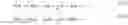 Fig. 48 - Radial waves in a borehole and stoneley waves for measuring formation permeability and electroacoustic constant