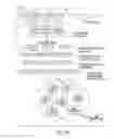 Fig. 04 - System and method employing an agile network protocol for secure communications using secure domain names
