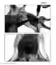 Fig. 02 - Process for generating transgenic animals using recombinant lentiviruses