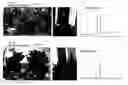Fig. 01 - Method for production of chrysanthemum plant having delphinidin-containing petals