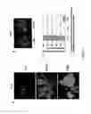 Fig. 05 - Virus induced gene silencing (VIGS) for functional analysis of genes in cotton