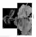 Fig. 08 - Virus induced gene silencing (VIGS) for functional analysis of genes in cotton