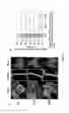 Fig. 09 - Virus induced gene silencing (VIGS) for functional analysis of genes in cotton
