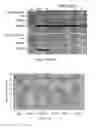 Fig. 23 - Virus induced gene silencing (VIGS) for functional analysis of genes in cotton