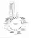 Fig. 28 - Virus induced gene silencing (VIGS) for functional analysis of genes in cotton