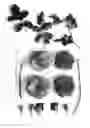 Fig. 02 - Rosa hybrida shrub named 'AUSkitchen'
