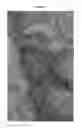 Fig. 02 - Apple tree rootstock named 'G.969'