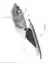 Fig. 33 - Fleet protection attack craft and underwater vehicles