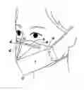 Fig. 01 - MASK WITH NOSAL CUSHION