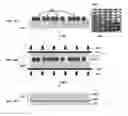 Fig. 06 - Stencils for High-Throughput Micron-Scale Etching of Substrates and Processes of Making and Using the Same