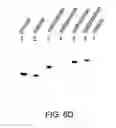 Fig. 06 - MATERIALS AND METHODS FOR RESOLVING POLYHYDRIC SPECIES BY ELECTROPHORESIS