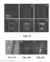 Fig. 08 - Electrospun light-emitting fibers