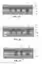 Fig. 10 - Direct contact in trench with three-mask shield gate process