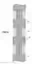 Fig. 06 - Turbine distributor element made of CMC, method for making same, distributor and gas turbine including same