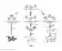 Fig. 02 - MIXTURE OF AMPHIPATHIC MOLECULES AND METHOD FOR MODIFYING CELL MEMBRANES BY MEANS OF FUSION