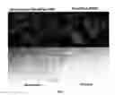 Fig. 08 - MIXTURE OF AMPHIPATHIC MOLECULES AND METHOD FOR MODIFYING CELL MEMBRANES BY MEANS OF FUSION