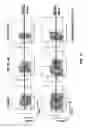 Fig. 15 - CYCLIN DEPENDENT KINASE INHIBITORS AND METHODS OF USE