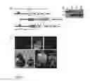 Fig. 02 - Regionalised endoderm cells and uses thereof