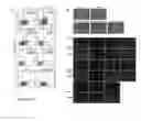 Fig. 22 - Regionalised endoderm cells and uses thereof