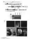 Fig. 27 - Regionalised endoderm cells and uses thereof