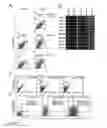 Fig. 28 - Regionalised endoderm cells and uses thereof