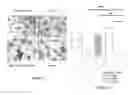 Fig. 33 - Neuron generation, regeneration and protection