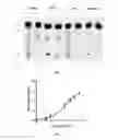 Fig. 05 - METHODS FOR DETERMINING THE ONCOGENIC CONDITION OF CELL, USES THEREOF, AND METHODS FOR TREATING CANCER