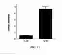 Fig. 08 - METHODS FOR DETERMINING THE ONCOGENIC CONDITION OF CELL, USES THEREOF, AND METHODS FOR TREATING CANCER