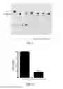 Fig. 15 - METHODS FOR DETERMINING THE ONCOGENIC CONDITION OF CELL, USES THEREOF, AND METHODS FOR TREATING CANCER
