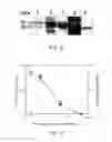 Fig. 03 - Methods of and compositions for inhibiting the proliferation of mammalian cells
