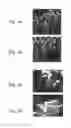 Fig. 04 - Methods of and compositions for inhibiting the proliferation of mammalian cells