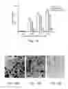 Fig. 10 - Methods of and compositions for inhibiting the proliferation of mammalian cells