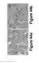 Fig. 37 - Methods of and compositions for inhibiting the proliferation of mammalian cells