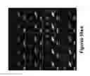 Fig. 43 - Methods of and compositions for inhibiting the proliferation of mammalian cells