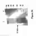 Fig. 47 - Methods of and compositions for inhibiting the proliferation of mammalian cells