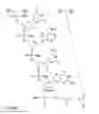 Fig. 37 - METHODS FOR TREATING OR PREVENTING OPHTHALMOLOGICAL DISEASES