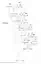 Fig. 80 - METHODS FOR TREATING OR PREVENTING OPHTHALMOLOGICAL DISEASES