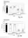 Fig. 03 - Anti-KTPAF50 antibodies and their uses in therapeutic and diagnostic methods