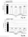 Fig. 09 - Anti-KTPAF50 antibodies and their uses in therapeutic and diagnostic methods